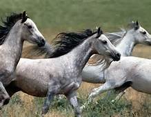 Wild horses